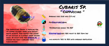 Cubaris Sp. Cappuccino Isopod Bin Label